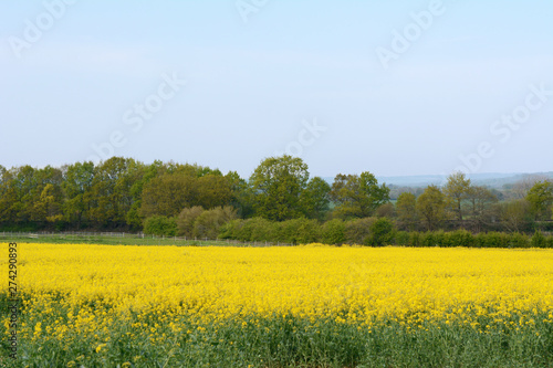 Bright yellow rapeseed in Kent, England