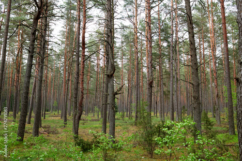 Forests in Lithuania