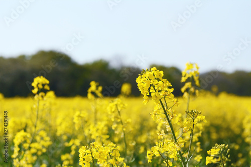 Yellow oilseed rape flower against a farm field