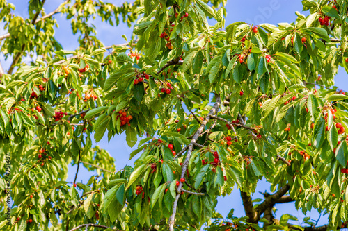 Wiśnia, czereśnia dojrzewająca na gałęzi w sadzie