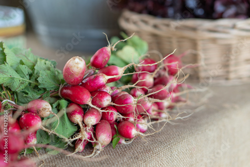 This color phot is of a group of radishes will shallow focus. They are on sale at a local Farmer's market.