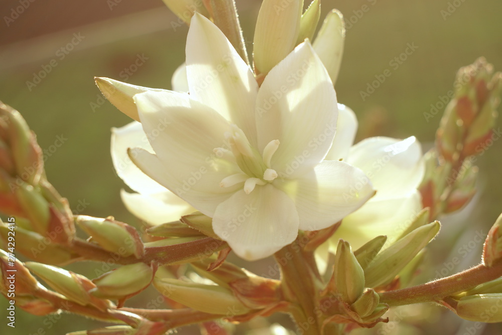Fototapeta premium Yucca White Flower Close Up 
