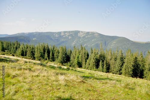 A large forest of green spruce trees grows on a mountainside.