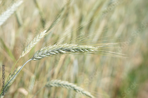Agriculture. Ripening wheat on field Nature background