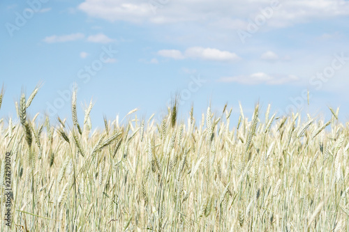 Wheat field on blue cloudy sky background