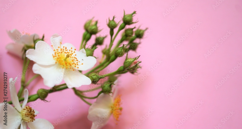 white wild roses on pink background