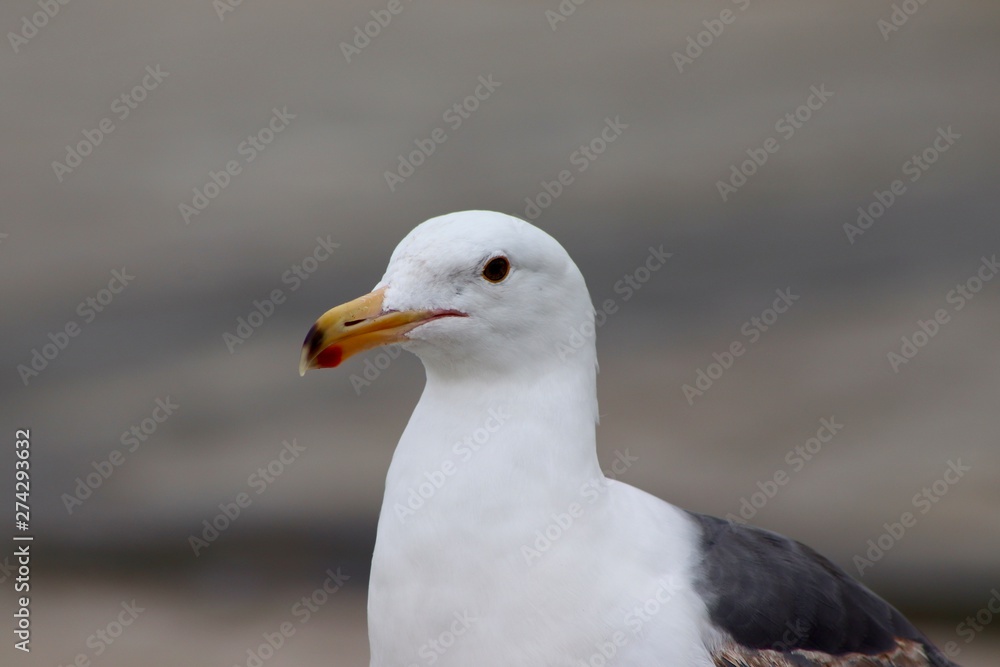 seagull on beach seagull on beach