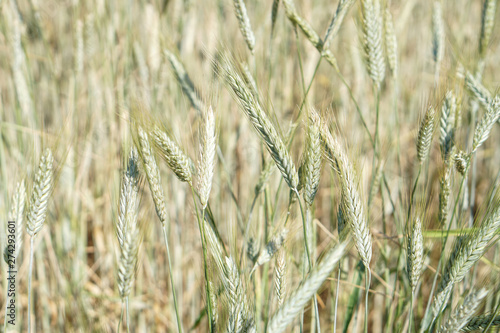 Ripening wheat field. Agriculture Nature photo background