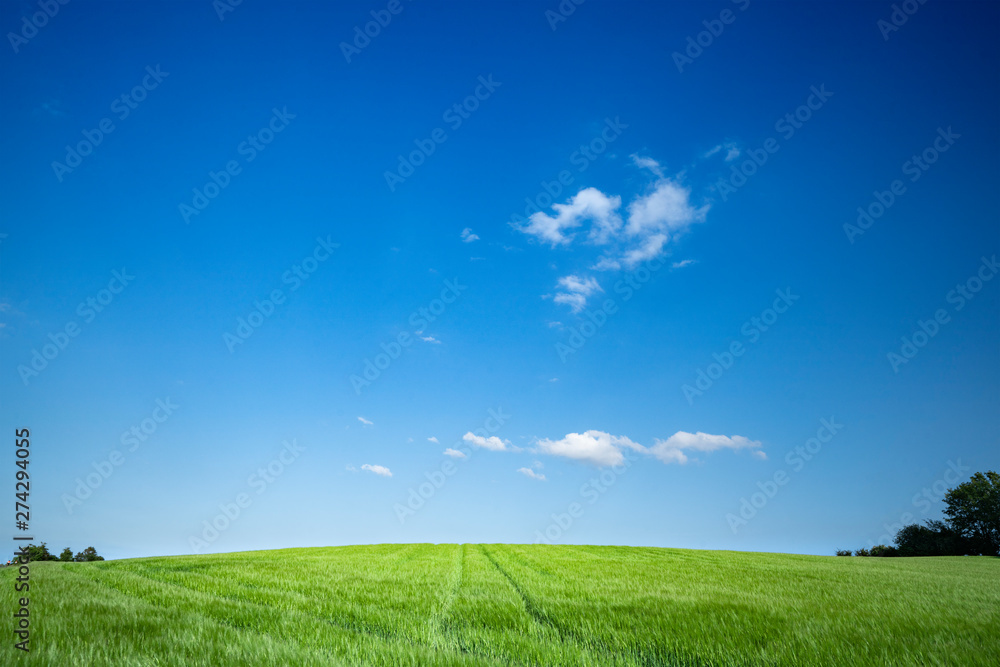 Fototapeta premium Green field under a blue sky in the summer