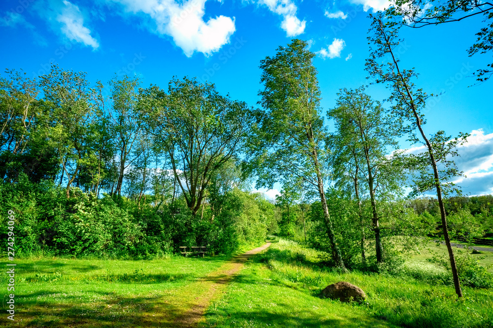 Fototapeta premium Nature trail in a green park with trees