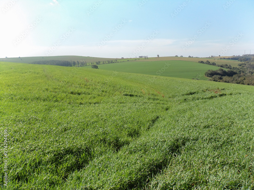 Fundo com plantação verde de aveia. Fundo com plantação verde de aveia.