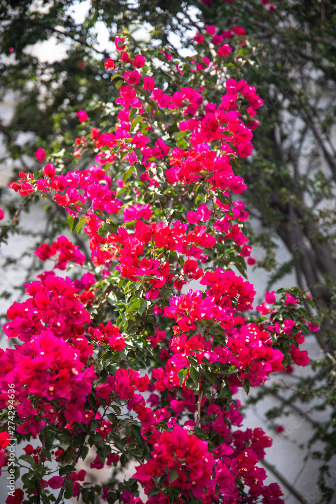 Beautiful red or pink Bougainvillea flowers, plants and garden in Bodrum city of Turkey. View of beautiful garden at summer season in Bodrum town Turkey.