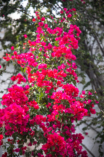 Fototapeta Naklejka Na Ścianę i Meble -  Beautiful red or pink Bougainvillea flowers, plants and garden in Bodrum city of Turkey. View of beautiful garden at summer season in Bodrum town Turkey.