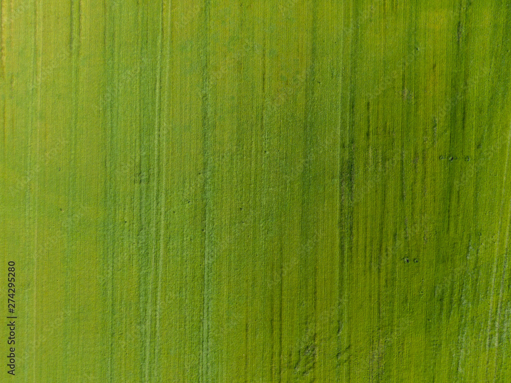Obraz premium Top down aerial view of green field with vertical line texture