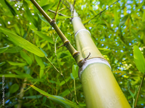 large green bamboo stalks close-up