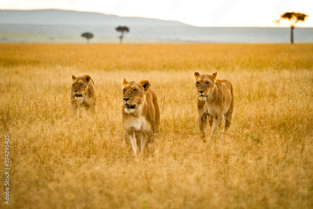 Three female lions striving through the veldt of the Maasai Mara, Kenya. Three female lions striving through the veldt of the Maasai Mara, Kenya.