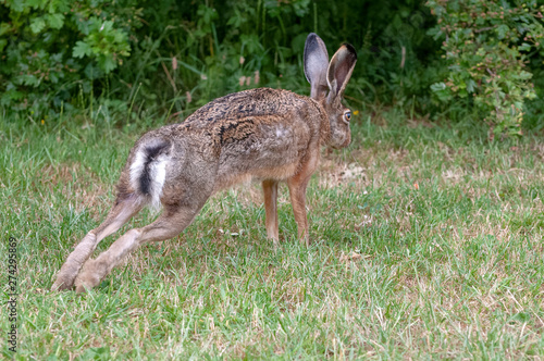 Hare stretching itself and preparing to run away