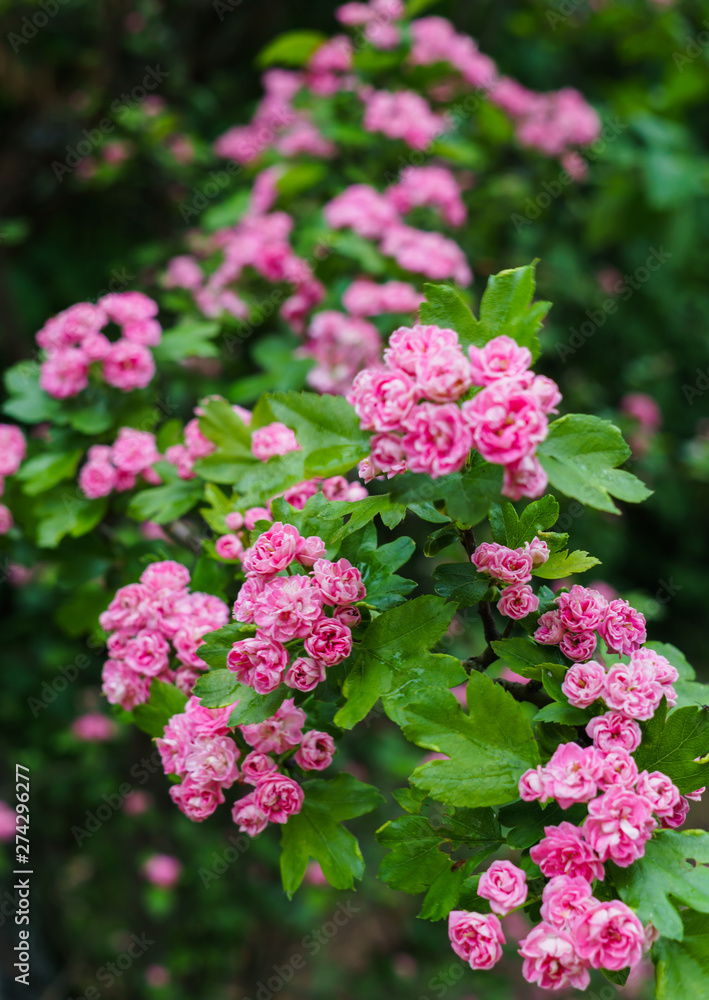 Branches of a decorative hawthorn in a garden with pink flowers. Branches of a decorative hawthorn in a garden with pink flowers.