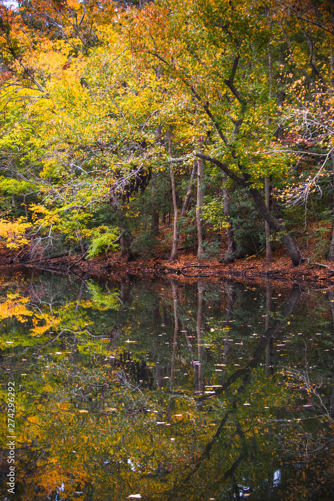 Colorful trees over a freshwater pond along the Discovery Trail in the Nags Head Woods Preserve. Colorful trees over a freshwater pond along the Discovery Trail in the Nags Head Woods Preserve.
