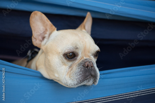 Fototapeta Naklejka Na Ścianę i Meble -  This french bulldog is sticking his head out of a hammock hanging in a tree. He is looking everywhere but at the camera.