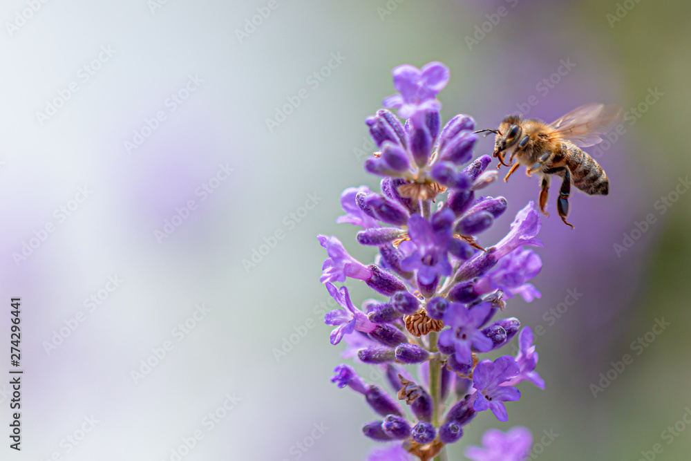 Bee on lavender flower collecting pollen Bee on lavender flower collecting pollen