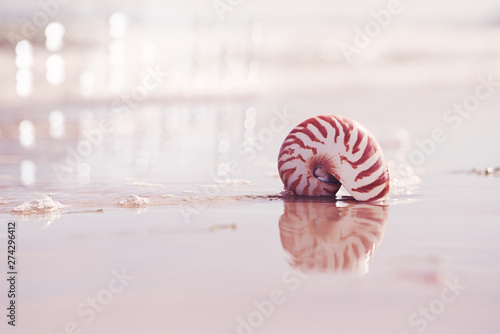  British summer  beach with nautilus pompilius sea shell