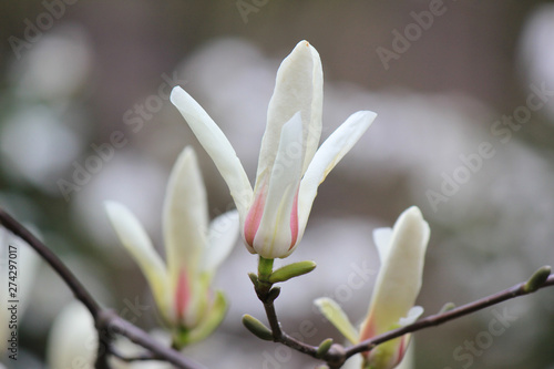 white magnolia flowers in a park © emerald17