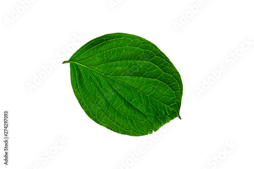 Green young leaf on a white background.