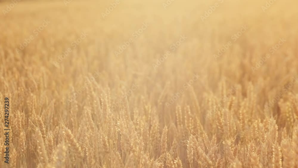 Grain production. Golden rye or wheat in a field. Sliding shot Grain production. Golden rye or wheat in a field. Sliding shot