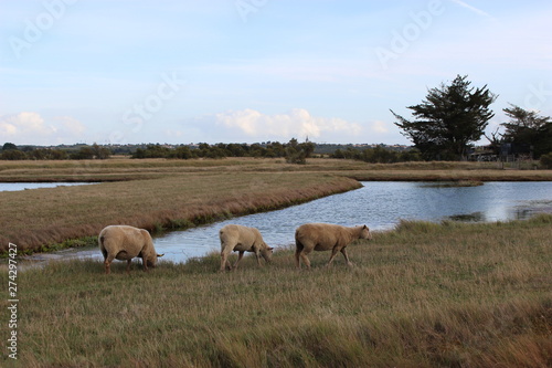 Moutons dans les marais salants en Vendée (Ile d'Olonne)