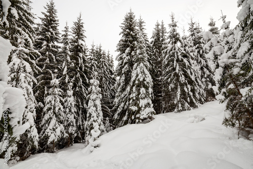 Beautiful winter landscape. Dense mountain forest with tall dark green spruce trees covered with clean deep snow on bright frosty winter day.