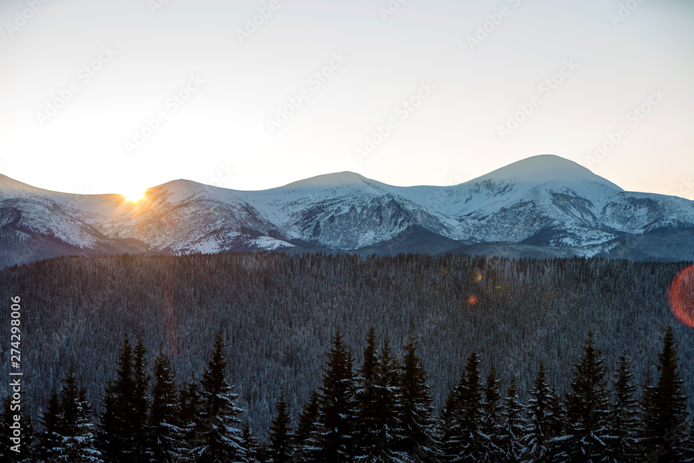 Winter mountains landscape panorama at sunrise. Clear blue sky over dark spruce pine trees forest, covered with snow mountain ridge peaks, bright rays of raising sun at dawn.