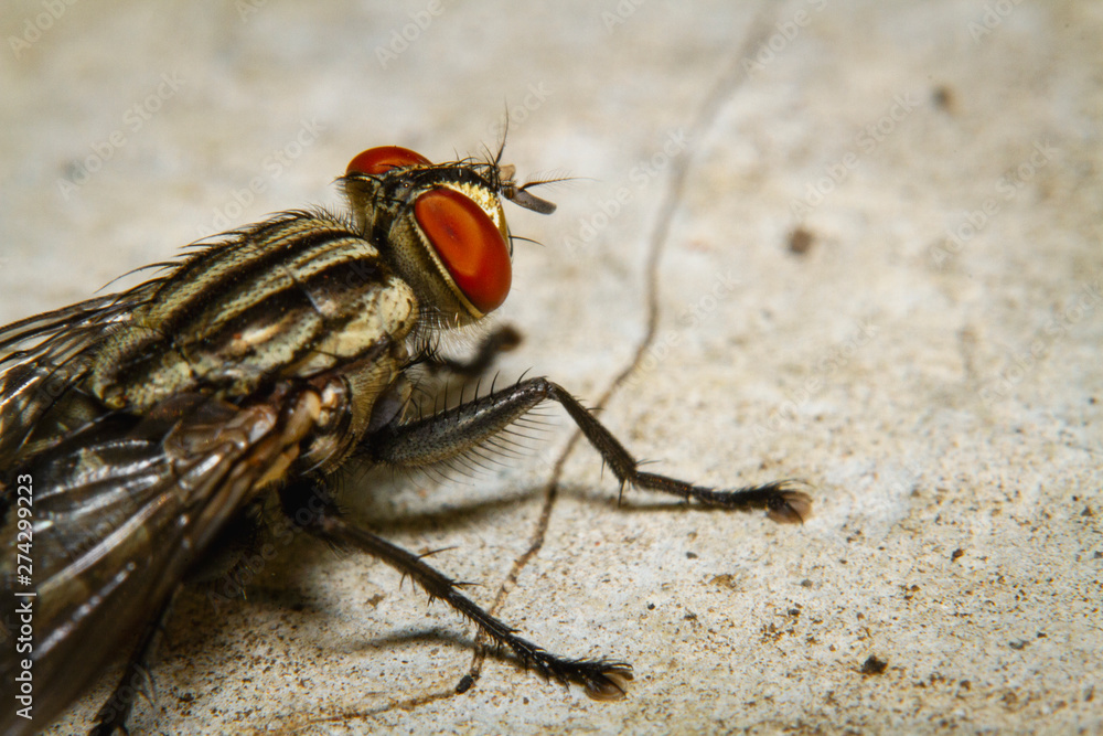 Macro shot a fly resting on the concrete Macro shot a fly resting on the concrete
