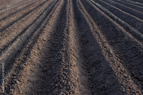 Land in the field, plowed, beds ready for planting