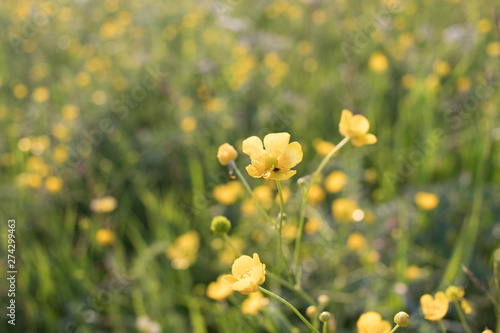 meadow flowers  bright summer  yellow and green colors  beautiful flowers  sunny day  bright sun shines