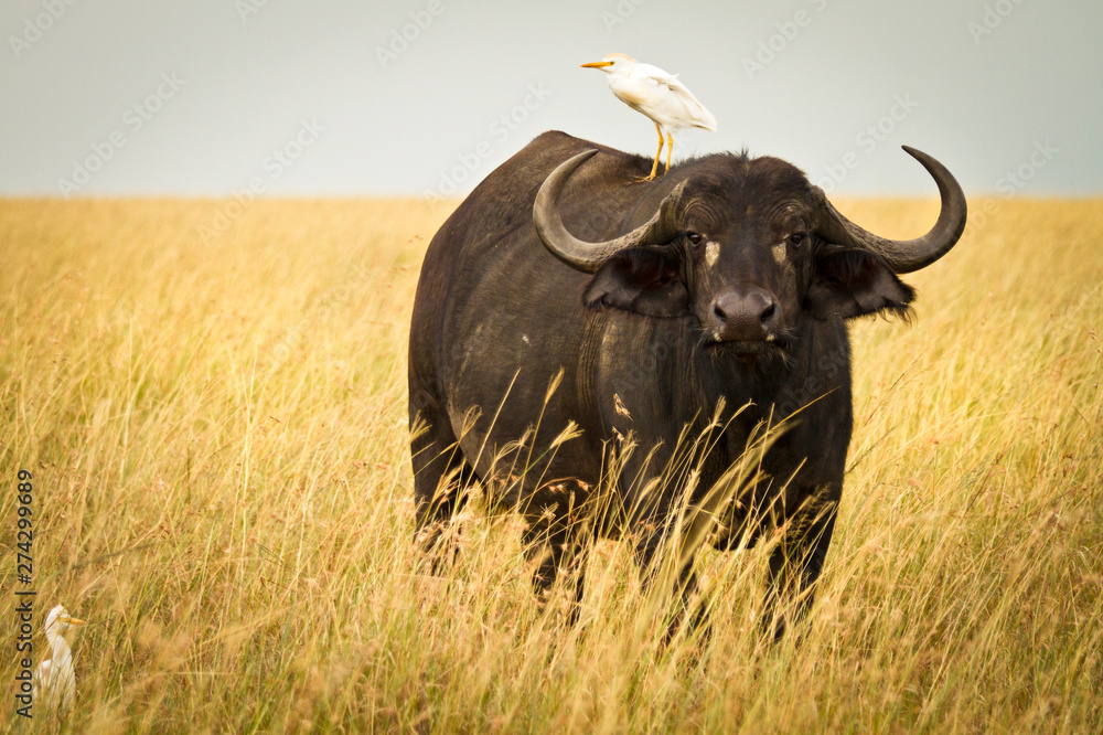 Water Buffalo with bird in the veldt of the Maasai Mara, Kenya. Water Buffalo with bird in the veldt of the Maasai Mara, Kenya.