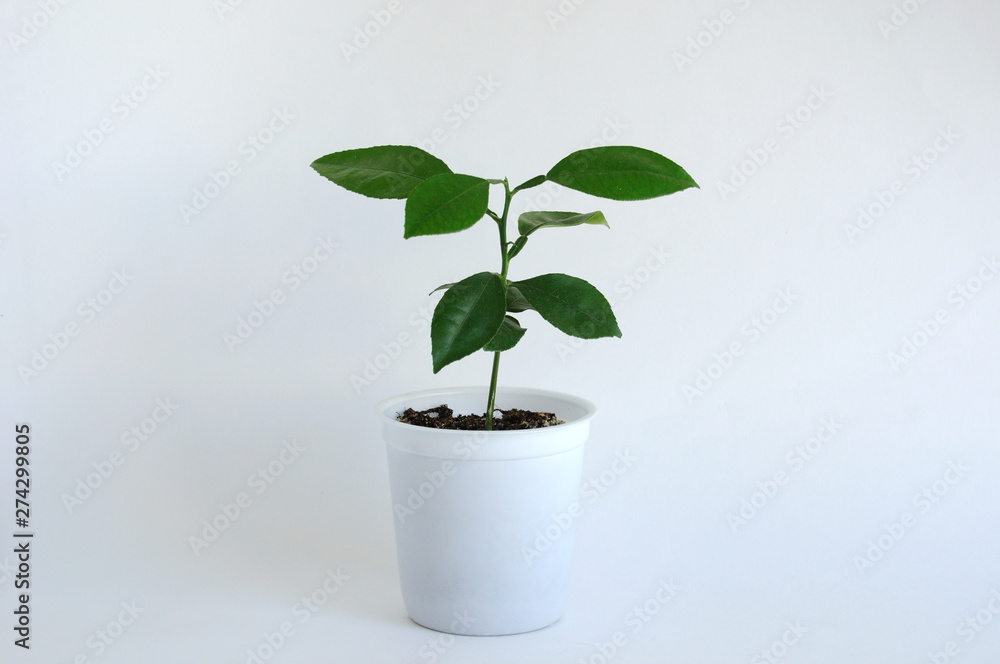Persimmon tree in a small pot for seedlings. On a white background. Place for text. Persimmon tree in a small pot for seedlings. On a white background. Place for text.
