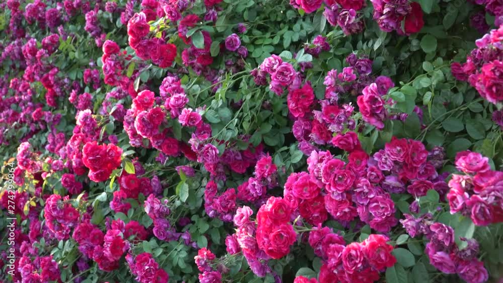 Gimbal shot. Fence with blooming pink and white roses. 4K. Gimbal shot. Fence with blooming pink and white roses. 4K.