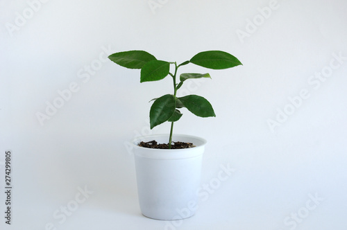 Persimmon tree in a small pot for seedlings. On a white background. Place for text.