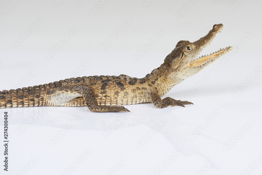 Naklejka premium Side view on small alligator