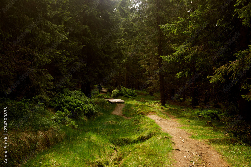 the green forest in the Izera mountains in Poland the green forest in the Izera mountains in Poland