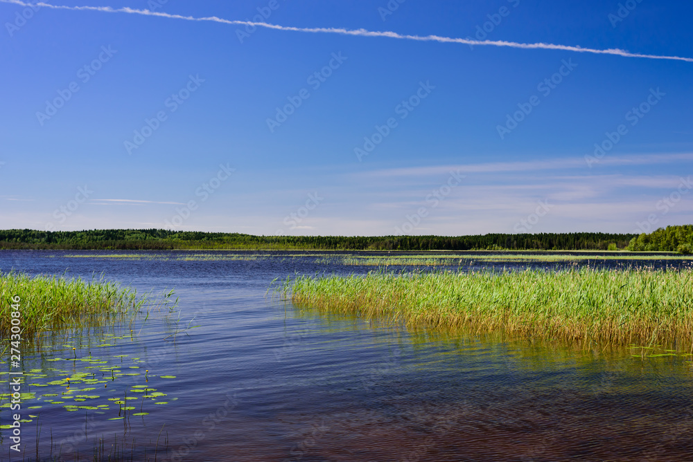 The picturesque shore of the lake, a beautiful summer landscape. Kavgolovskie lake is a popular vacation spot near the village of Toksovo, Leningrad region, Russia