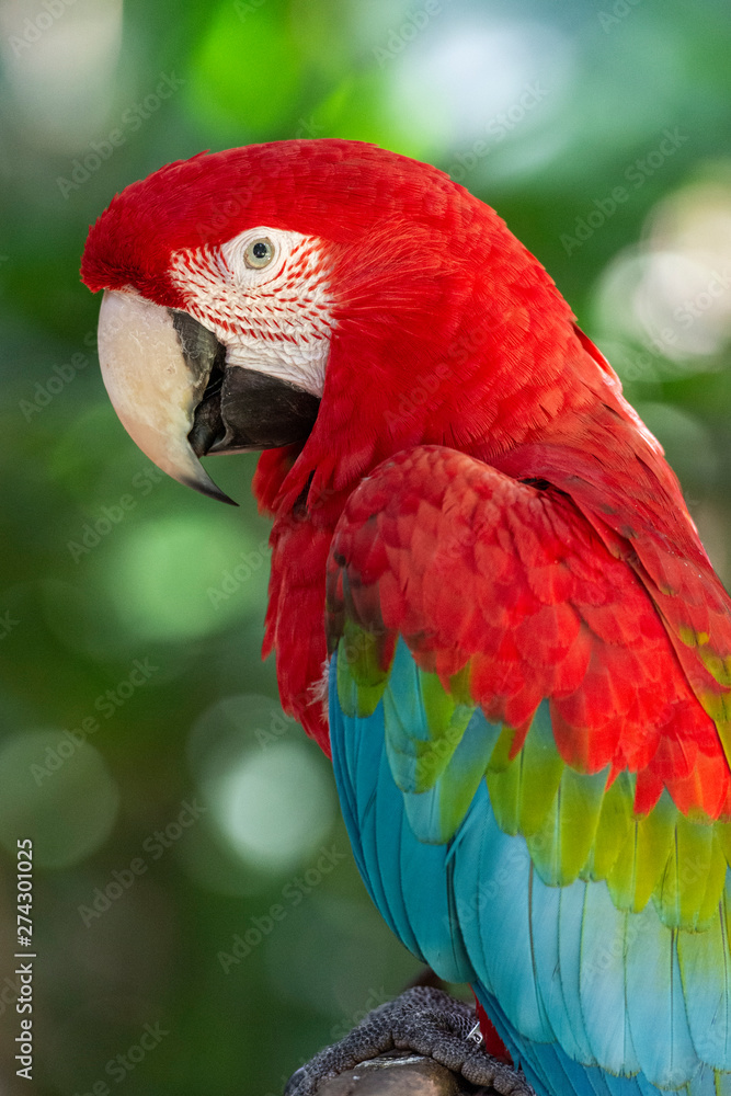 Beautiful exotic tropical red parrot bird in the Bird's Park Beautiful exotic tropical red parrot bird in the Bird's Park