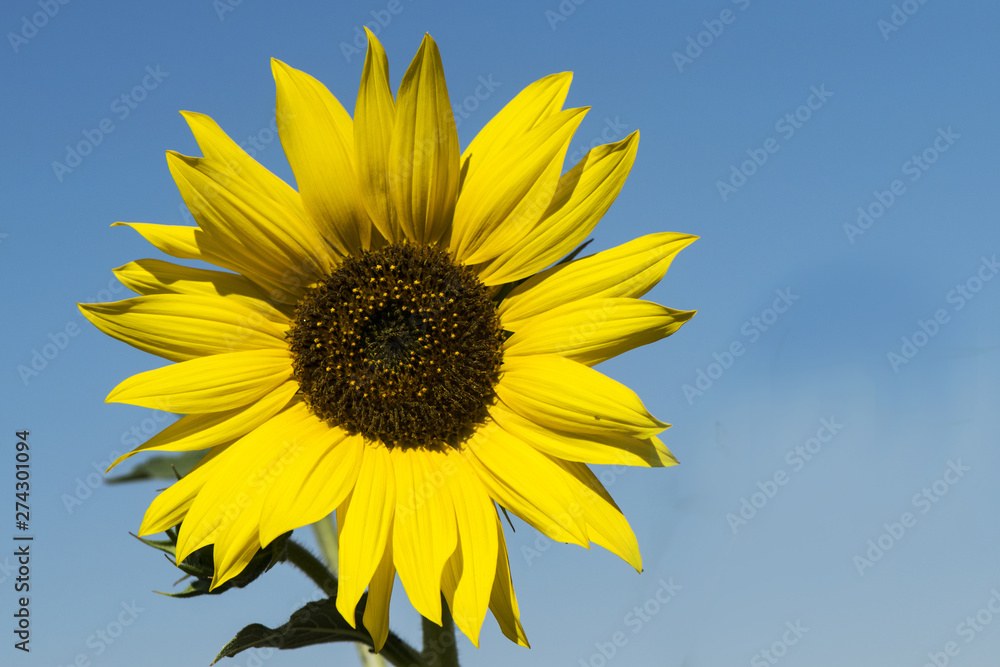 Yellow sunflowers on a blue sky background Yellow sunflowers on a blue sky background