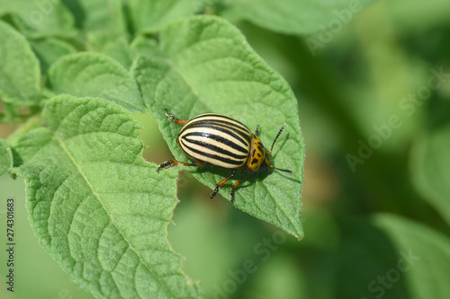 Colorado potato beetle. Colorado beetle, major pest of potato crops