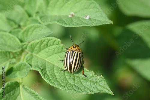 Colorado potato beetle. Colorado beetle, major pest of potato crops