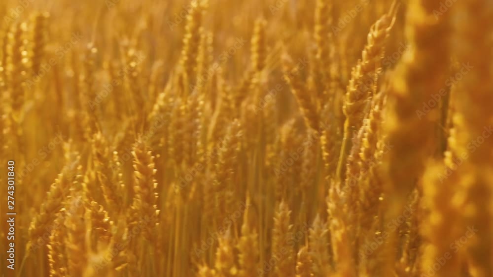 Organic farming. Yellow field of rye or wheat. Stems with spikelets Organic farming. Yellow field of rye or wheat. Stems with spikelets