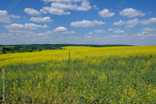 beautiful summer landscape with a view of the yellow field of rapeseed  blue sky and white clouds
