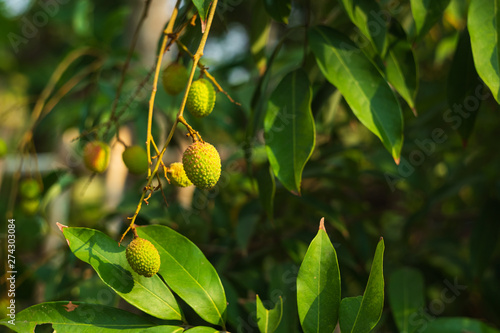 Close up of green lychee fruit hanging in the branch