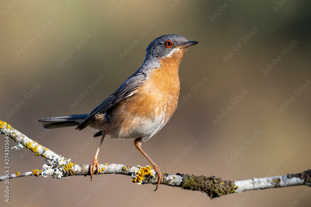 Subalpine warbler male. Sylvia cantillans, perched on the branch of a tree on a uniform background